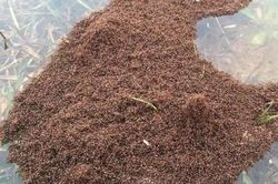 Thấy đám đất kỳ lạ nổi lềnh bềnh trên mặt nước, người đàn ông tò mò lại gần xem thì tá hỏa khi biết sự thật ngoài sức tưởng tượng