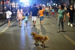 Hà Nội: Ăn mặc lịch sự, không nói tục, không dắt, thả vật nuôi ở phố đi bộ hồ Hoàn Kiếm