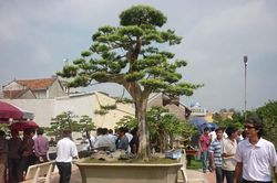 Cây tùng La Hán 300 tuổi, đại gia bán nhà phố để mua chơi