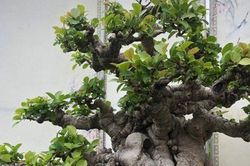 Lộ diện cây si đỏ 'Nhất trụ liên chi' khiến nhiều đại gia mê mẩn