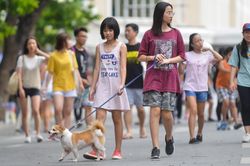 Hà Nội lấy ý kiến người dân về việc cấm chó, mèo ở phố đi bộ