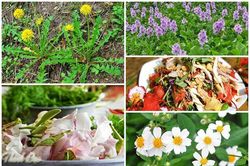 Bất ngờ 5 loại hoa ăn được ở Việt Nam, giá vỏn vẹn 0 đồng