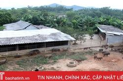 Khám phá trang trại nuôi hàng trăm con lợn rừng ở miền núi thơm Hà Tĩnh