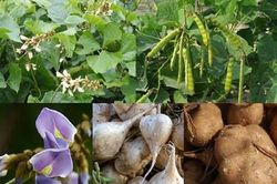 Cây độc: Bộ phận này của cây củ đậu độc không ngờ, có thể tử vong