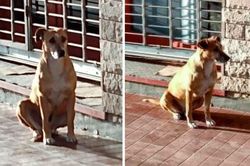 Không biết chủ nhân qua đời, nàng chó trung thành ngồi đợi suốt một tuần ngoài hiệu sách