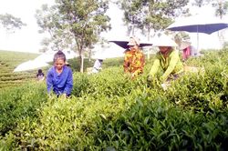 Góp phần giải quyết tình trạng thiếu lao động