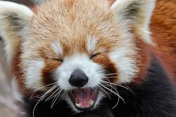 Top 8 loài động vật 'hiếm có, khó tìm' trên thế giới