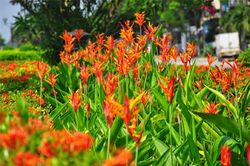 Cây độc: Thế hoa bay bổng như loài chim thần thoại, nhưng hoa thiên điểu lại cực độc
