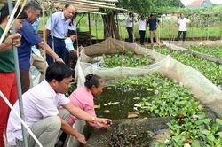 Tổng kết mô hình nuôi ốc nhồi thương phẩm