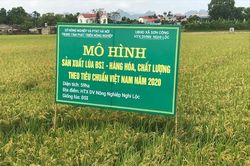 5 doanh nghiệp vào thu mua lúa Japonica cho nông dân Hà Nội