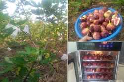 Nông dân Nghĩa Đàn trồng thử nghiệm thành công cây sung Mỹ