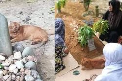 Con mèo trung thành hằng ngày tới thăm mộ chủ quá cố suốt 2 năm