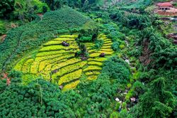 Mùa lúa chín bên sườn dải Trường Sơn Đông
