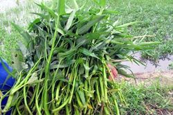 Cách phân biệt rau muống nhiễm chì độc hại đơn giản nhất
