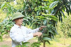 Liên kết sản xuất nông sản an toàn ở HTX Hoa Mười