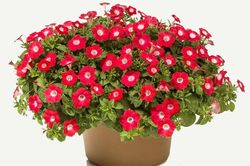 Tử vi hôm nay 30/9 của 12 cung hoàng đạo: Cự Giải đang có một tình yêu rất đẹp