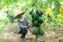 Đưa nông sản vào chuỗi giá trị