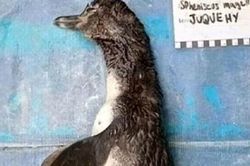 Mổ bụng chim cánh cụt chết trôi thấy điều đau lòng