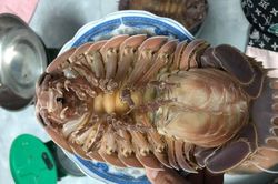 Loài bọ biển hình thù kỳ dị, đắt hơn cả tôm hùm vẫn được săn lùng