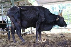 Đàn bò tót lai tại Vườn Quốc gia Phước Bình 'kêu cứu'