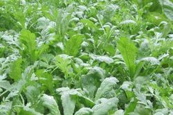 Vì sao cải cúc được mệnh danh là món 'rau Hoàng đế', 'vua của các loại rau'?