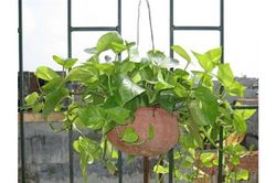 Cây độc: Vì đẹp nên được trồng làm cảnh, nhưng vạn niên thanh có thể gây chết người