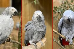Đàn vẹt bị đuổi khỏi công viên vì 'chửi' du khách