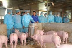 Nghệ An: Nguy cơ bùng phát dịch bệnh trên gia súc, gia cầm