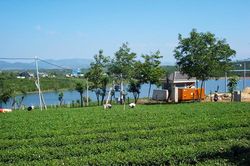 Xuất khẩu chè xanh sang thị trường Trung Đông