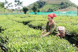 Người cao tuổi xã Vân Hồ nêu gương sáng trong phát triển kinh tế
