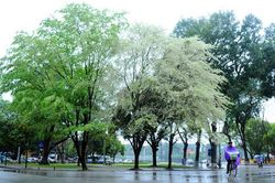 Hà Nội mưa