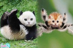 Khi tất cả các loài vật đều có gương mặt giống mèo, trông hư cấu nhưng lại cực kỳ đáng yêu