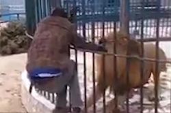 Sư tử trong chuồng cắn tay người đàn ông 'dám trêu ngươi'