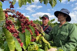 NESCAFÉ Plan giúp nông dân tham gia chương trình tăng trên 30% thu nhập