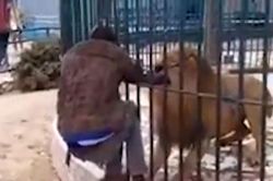 Clip: Khiêu khích sư tử, người đàn ông suýt bị cắn đứt tay