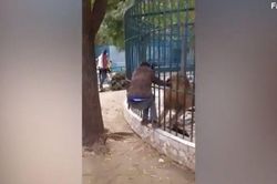 Đùa với chúa sơn lâm, hướng dẫn viên du lịch bị sư tử ngoạm tay