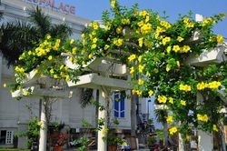 Cây độc: Huỳnh anh được trồng khắp nơi nhưng không phải ai cũng biết nó chứa chất kịch độc