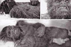 Bí ẩn Người Tuyết Yeti đã được khoa học giải mã