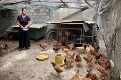 Hàng trăm phụ nữ thoát nghèo từ phong trào khởi nghiệp