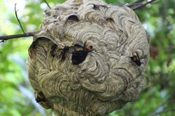Một trưởng thôn bị ong đốt tử vong