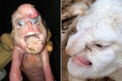 Nhìn lại những quái vật đột biến có bộ phận cơ thể giống người