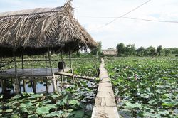 Nỗi buồn của ông chủ vườn hoa Sài Gòn thu nhập trăm triệu mỗi năm