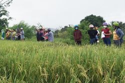 Ayun Pa thí điểm giống lúa Đài Thơm 8