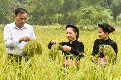 Hương cốm vùng cao