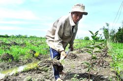 Đồng bằng sông Cửu Long: Nỗ lực khôi phục vườn cây ăn trái