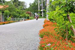 Con đường ô nhiễm, đầy rác giờ rực rỡ sắc hoa ở Sài Gòn