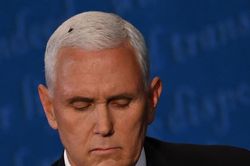 Washington Post đăng bài phỏng vấn con ruồi trên tóc ông Mike Pence
