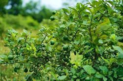 Nuôi khát vọng làm giàu từ cây chanh