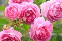 Phiến hoa hồng Trầm cảm