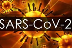 Thụy Sĩ: Nghiên cứu cơ chế virus SARS-CoV-2 gây cục máu đông
